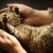 How Cats Help You Recover From Addiction
