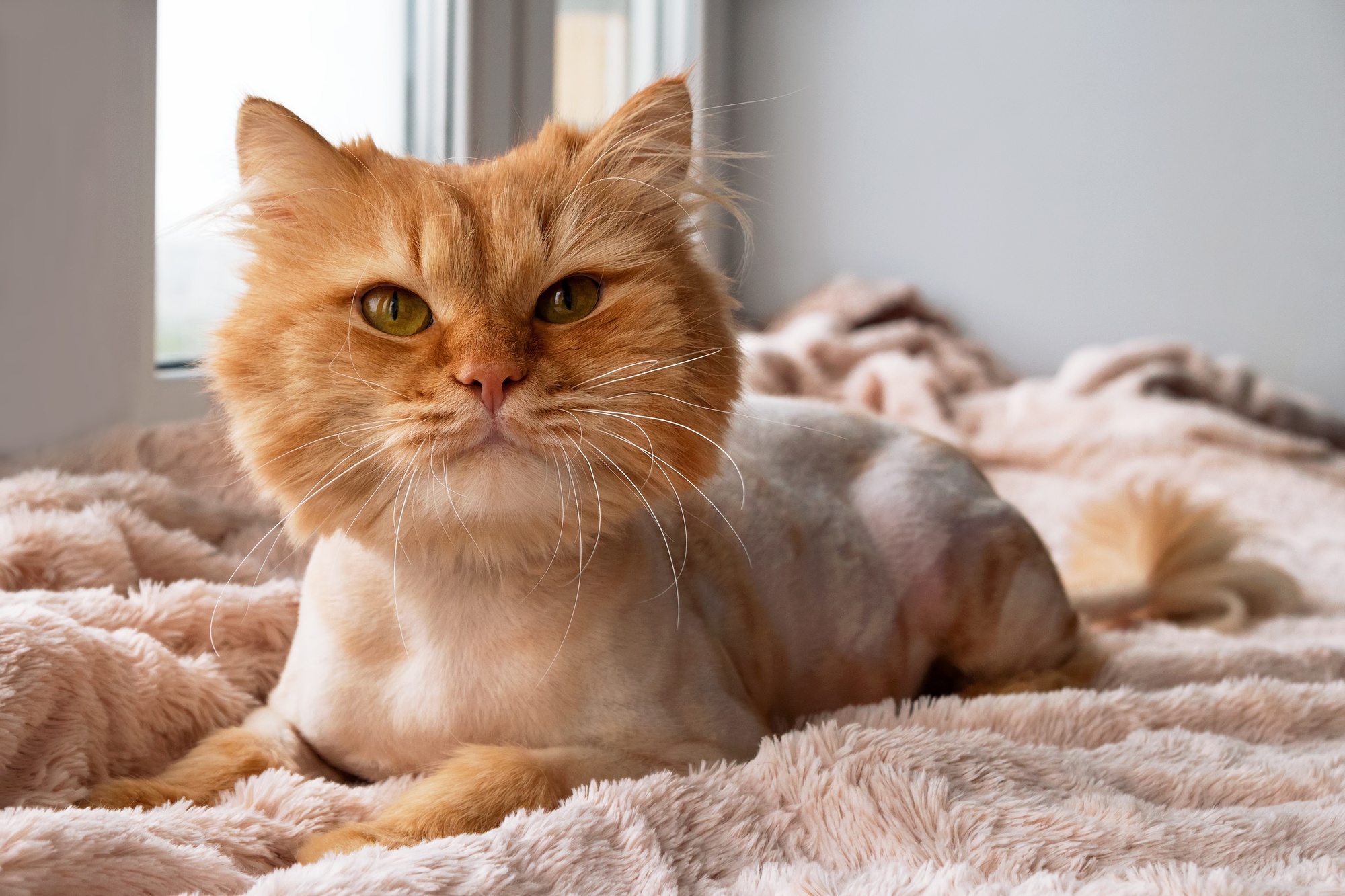 Must See Cat Hair Styles
