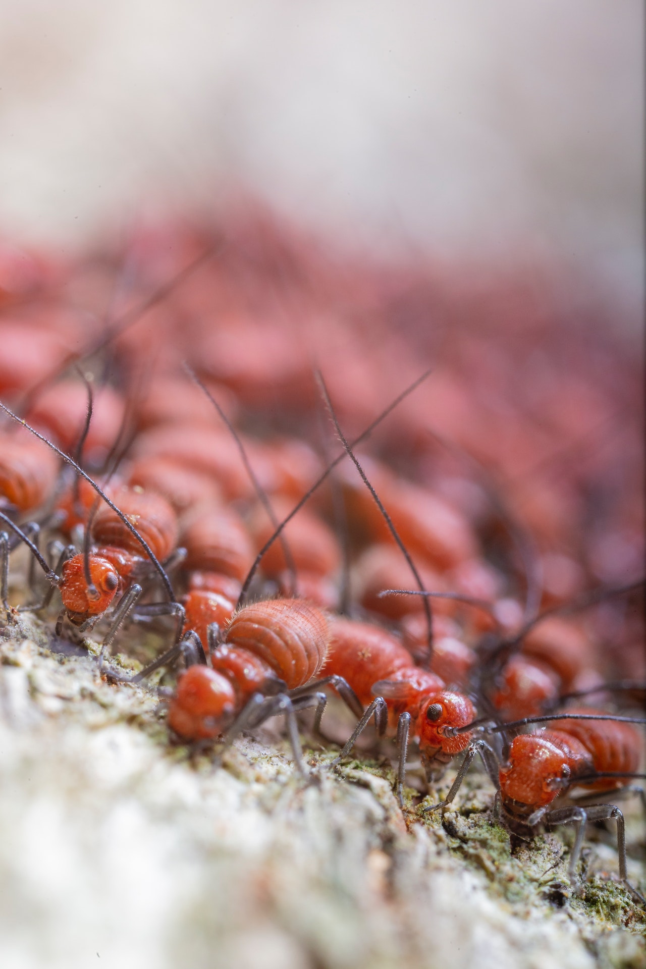 Most Common Signs That You Have Termites In Your WallsMost Common Signs That You Have Termites In Your Walls