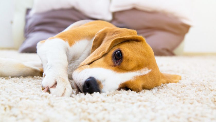 3 Things You Should Know Before Buying a Dog