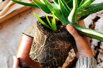 Favorite Online Resources for Houseplants
