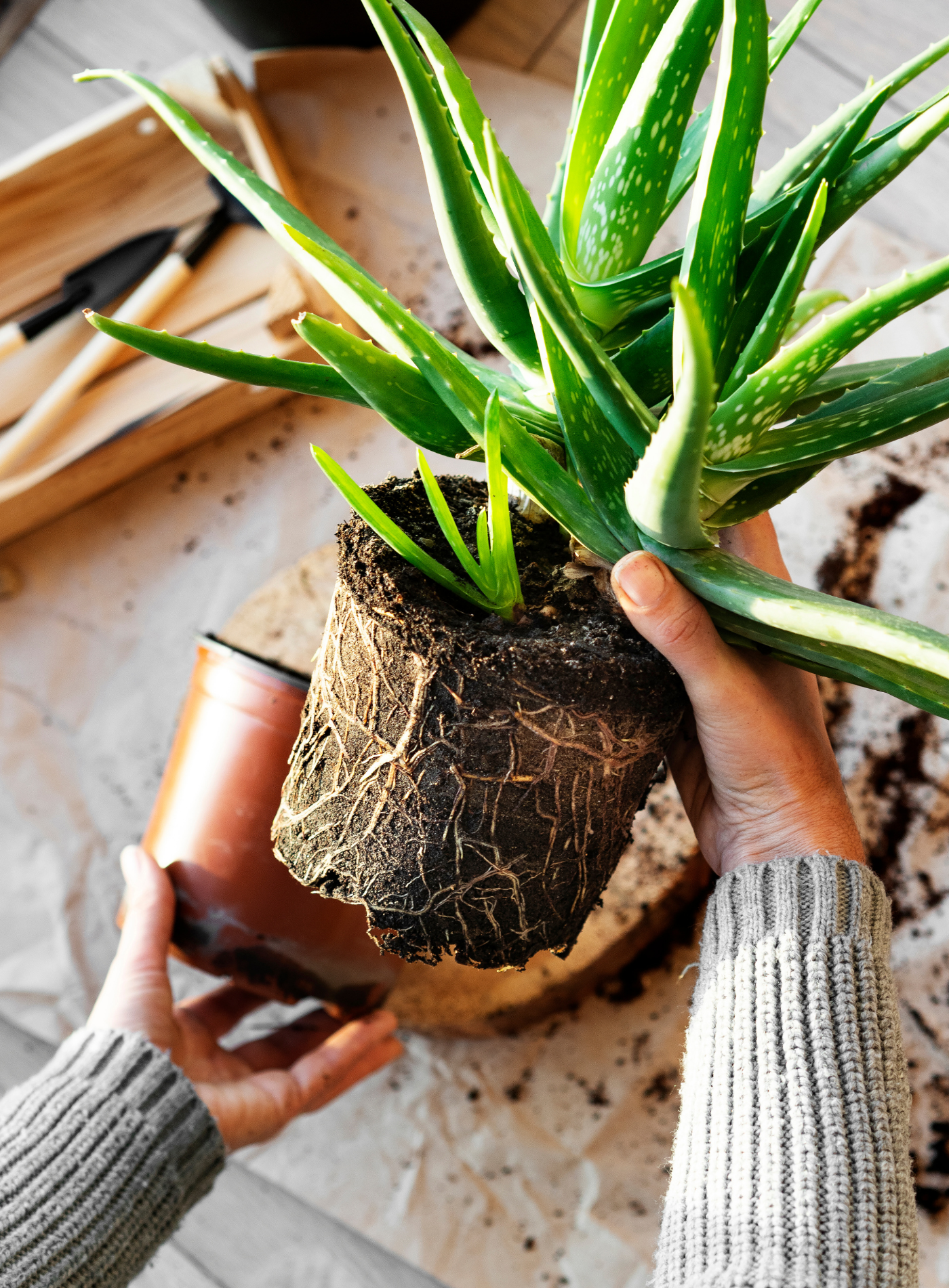 Favorite Online Resources for Houseplants