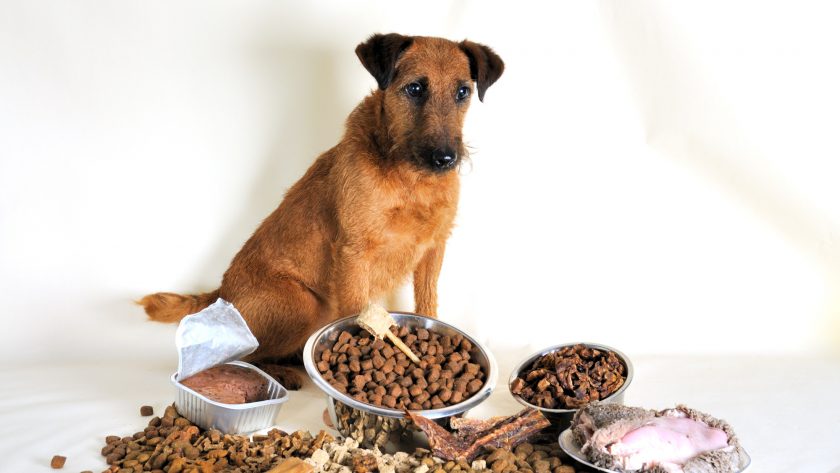 How to Choose the Right Dog Food for Your Pooch