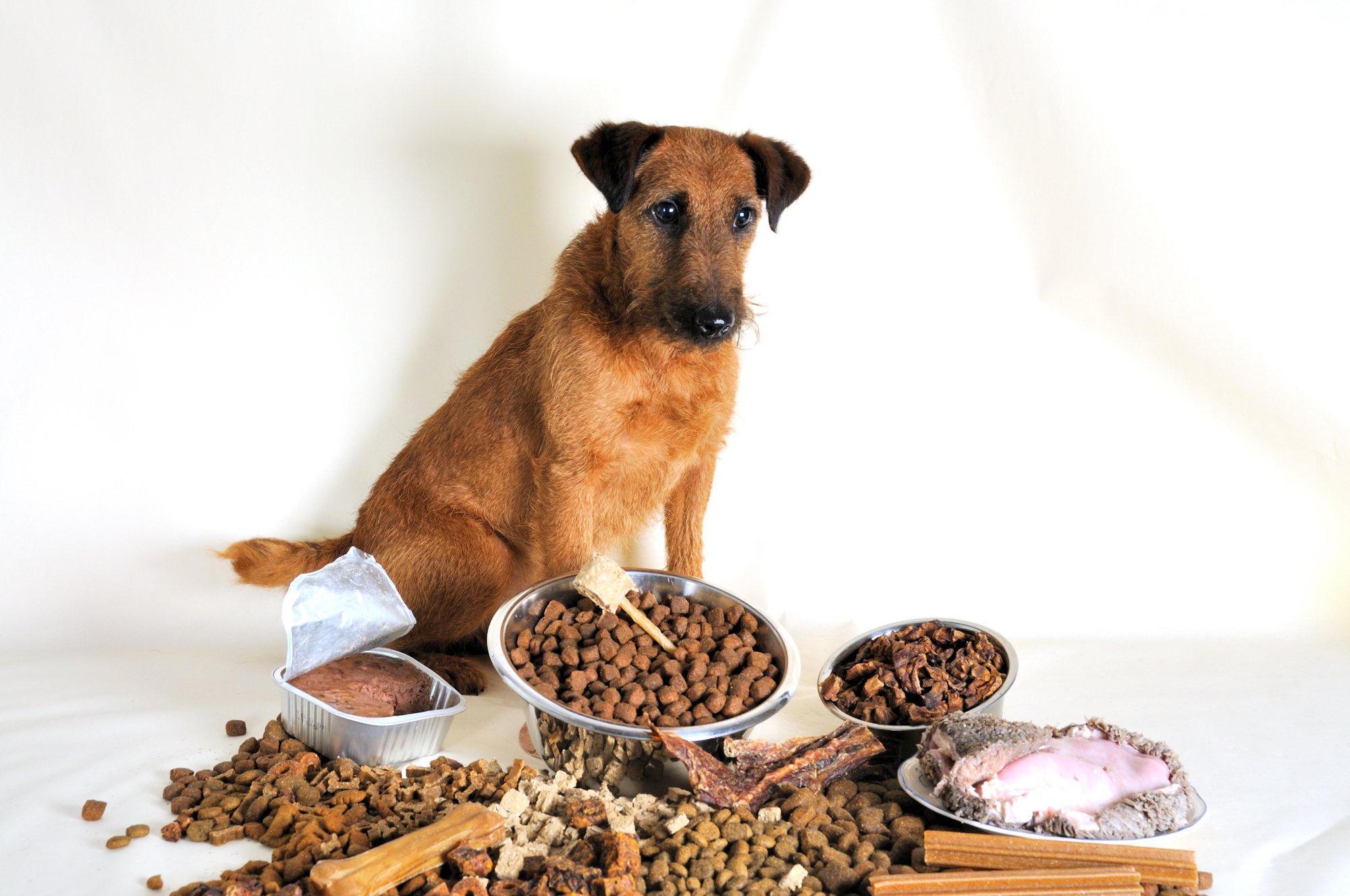 How to Choose the Right Dog Food for Your Pooch