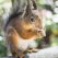 The Complete Guide That Makes Feeding Squirrels Super Simple