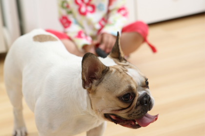 5 Ideas for a Pet-Friendly Home