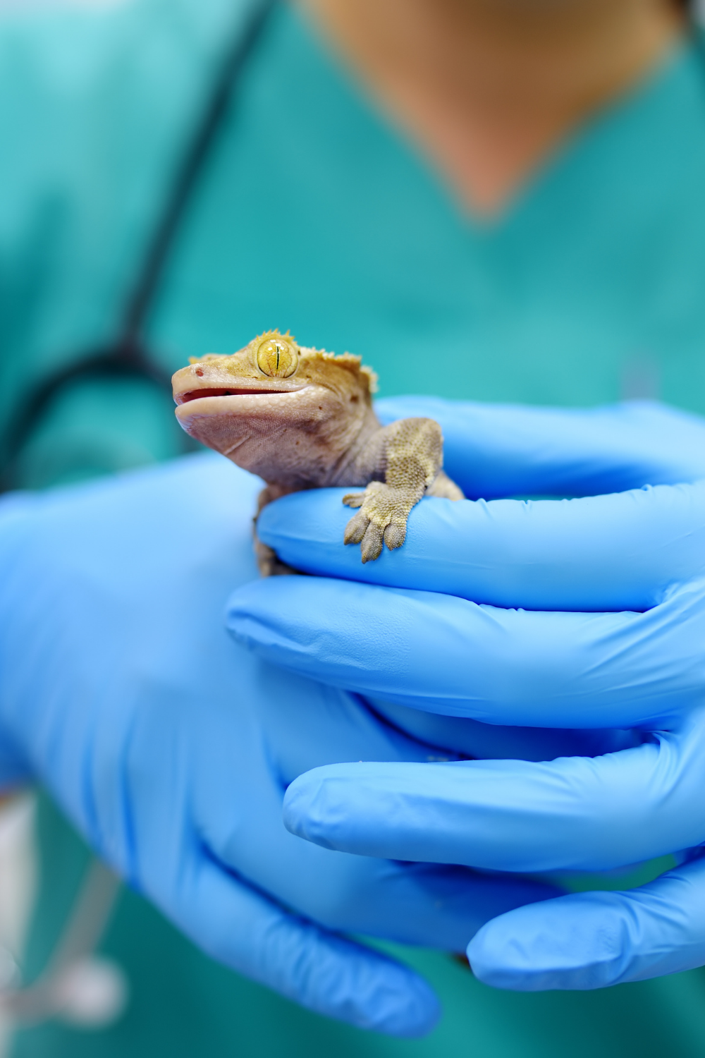 Becoming An Exotic Animal Veterinarian: Here’s A Head Start