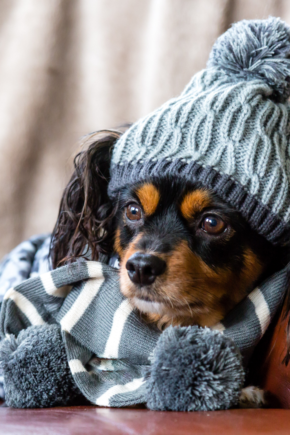 Help Your Dog Avoid Winter Blues With These Safety Measures