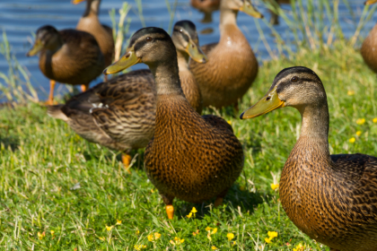Farmhouse animals; 4 ways to keep your ducks healthy and happy