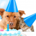 Try These Fun And Quirky Ways To Celebrate Your Pet’s Birthday