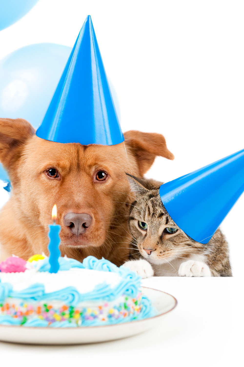 Try These Fun And Quirky Ways To Celebrate Your Pet’s Birthday