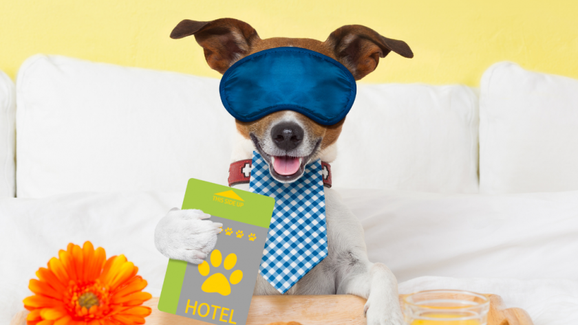 The Difference Between Pet Hotels and Kennels