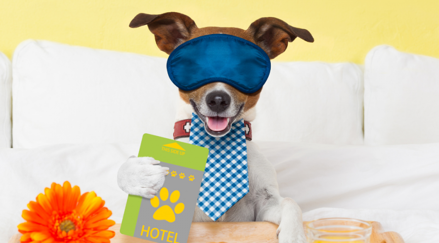 The Difference Between Pet Hotels and Kennels