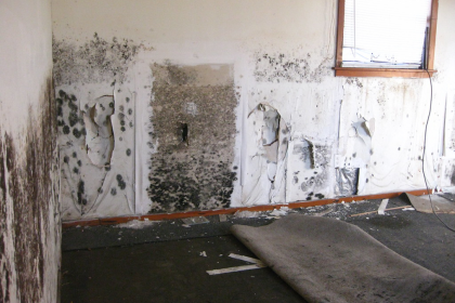 The Importance of Mold Removal Services