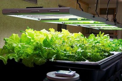 Are HPS Lamps A Good Investment When Gardening?