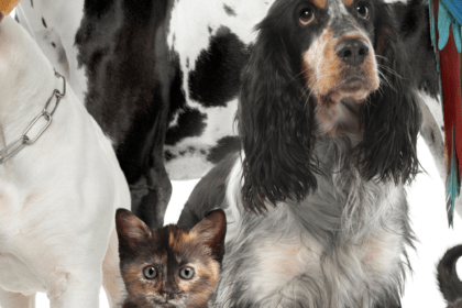 4 Important Things to Remember About Pet Ownership
