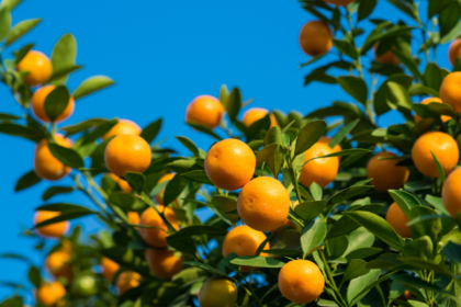 3 Tips For Adding A Fruit Tree To Your Garden