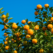 3 Tips For Adding A Fruit Tree To Your Garden