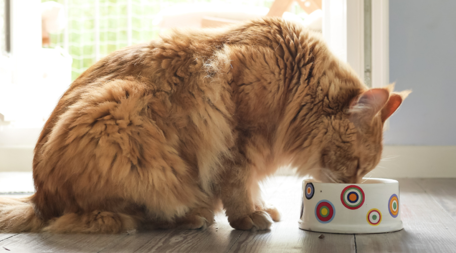 Is Grain-Free Food Bad for Cats?