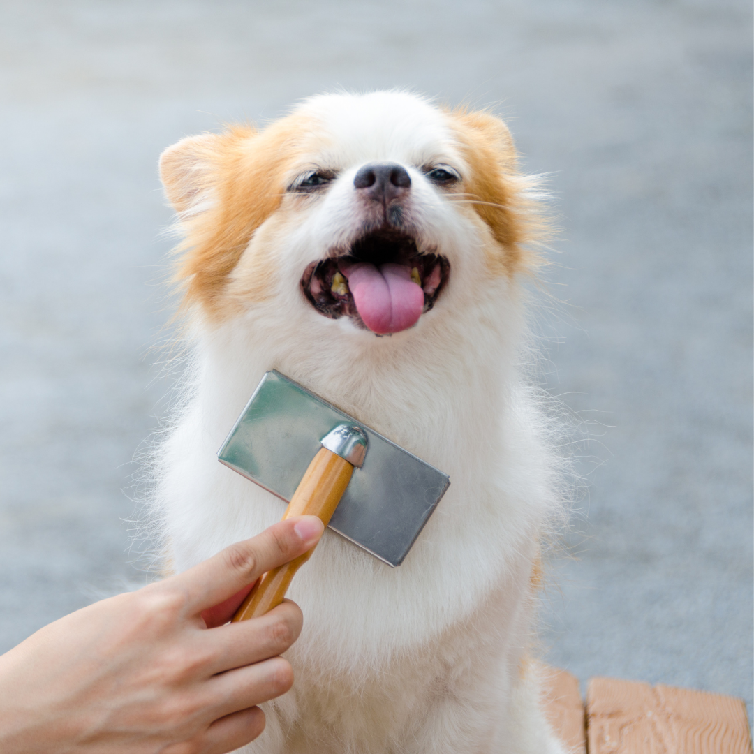 Top Tips to Keep Your Dog Looking Smart