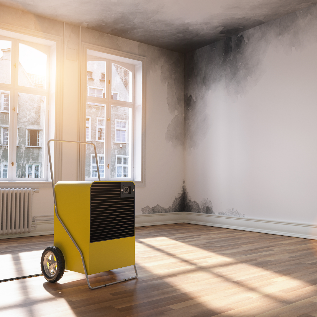 Buying a House with Mold—Is it Worth the Risk?