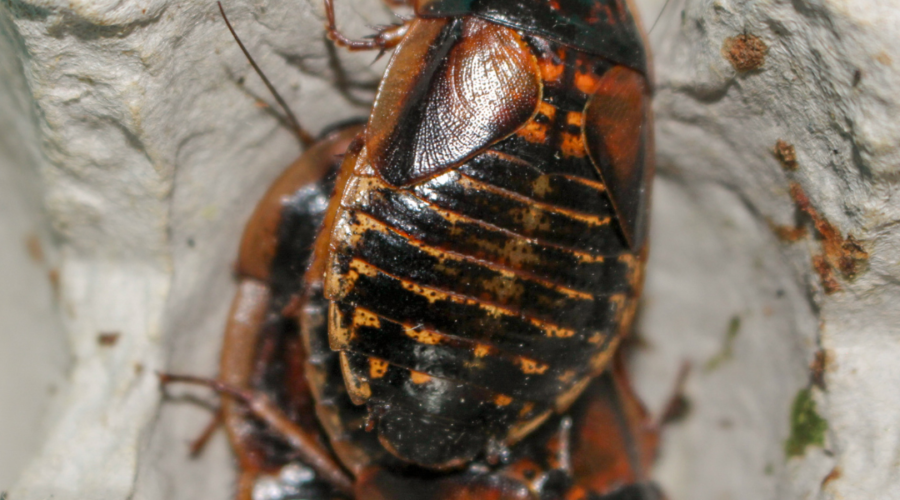 Dubia Roaches 4 Reasons Why They Are Better Food for Your Pet