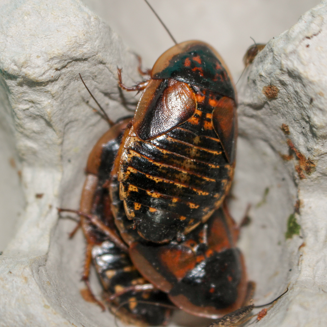 Dubia Roaches 4 Reasons Why They Are Better Food for Your Pet