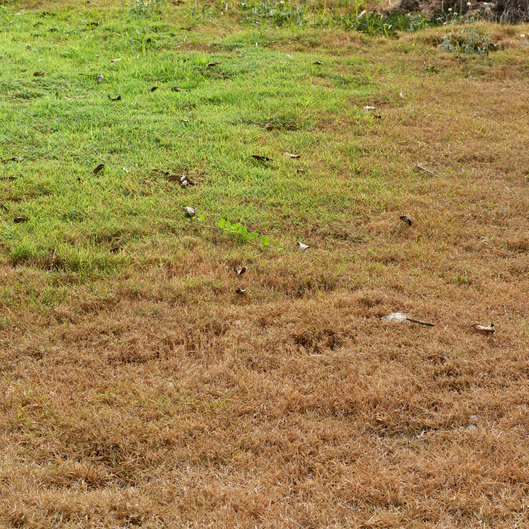 Why Your Lawn Always Looks Brown