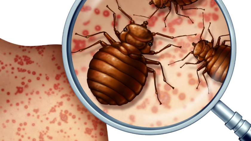 Differences Between Flea Bites and Bed Bugs