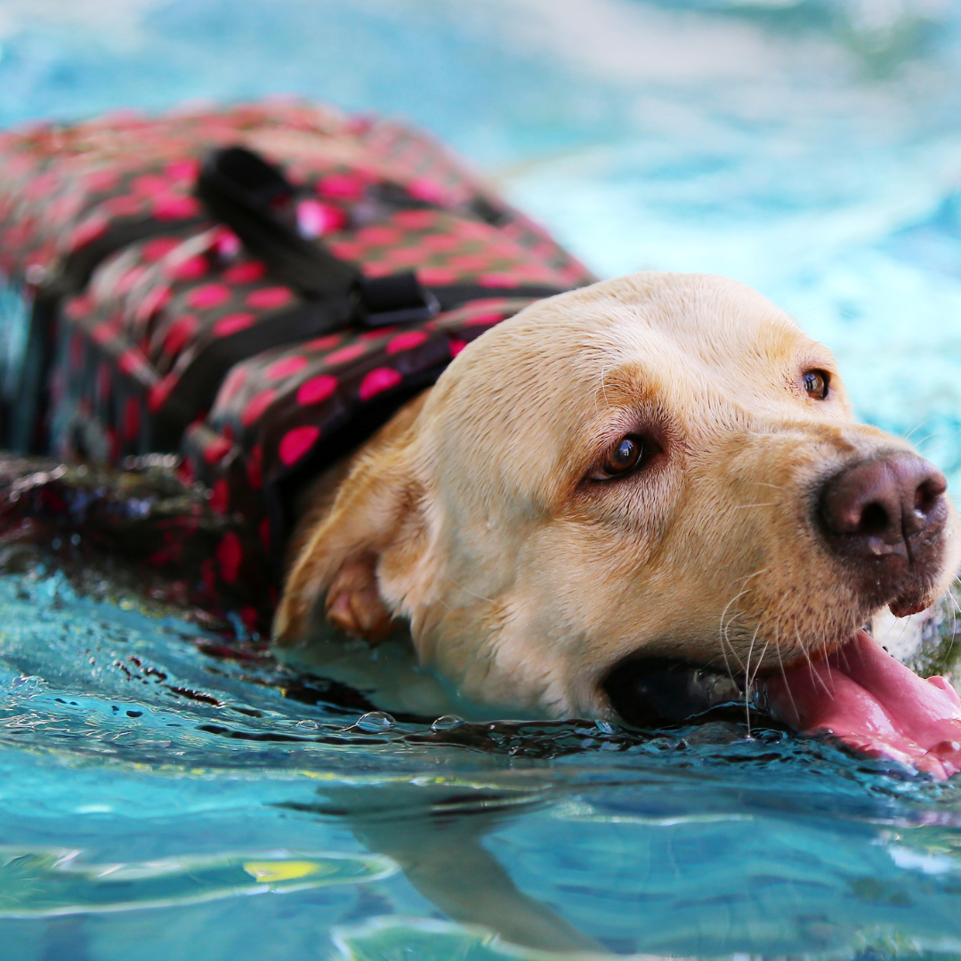 5 Summer Activities to do With Your Dog