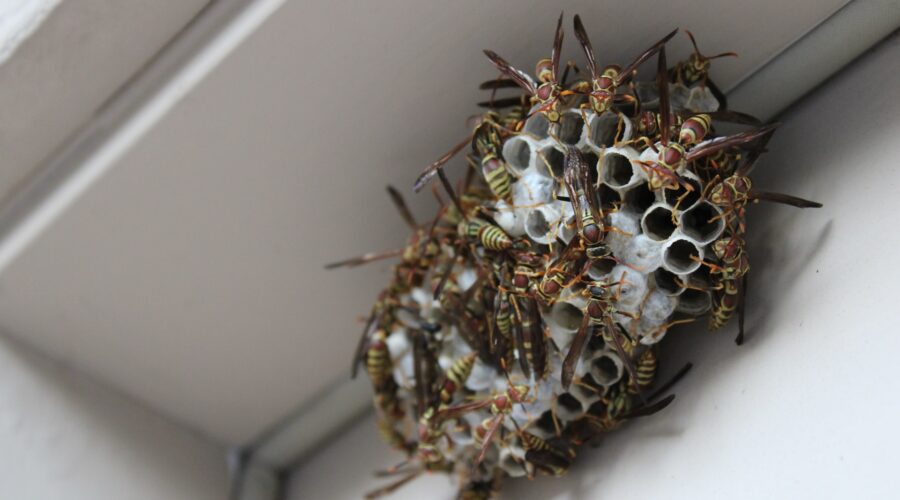 Frequent Problems With Wasps? Here's How to Protect Your House