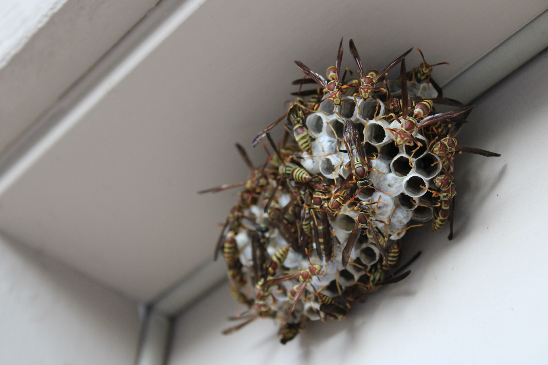 Frequent Problems With Wasps? Here's How to Protect Your House