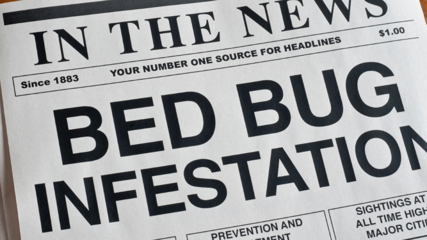 All You Need To Know About Bedbugs