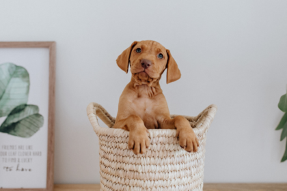 Top Things to Know Before You Adopt a Puppy