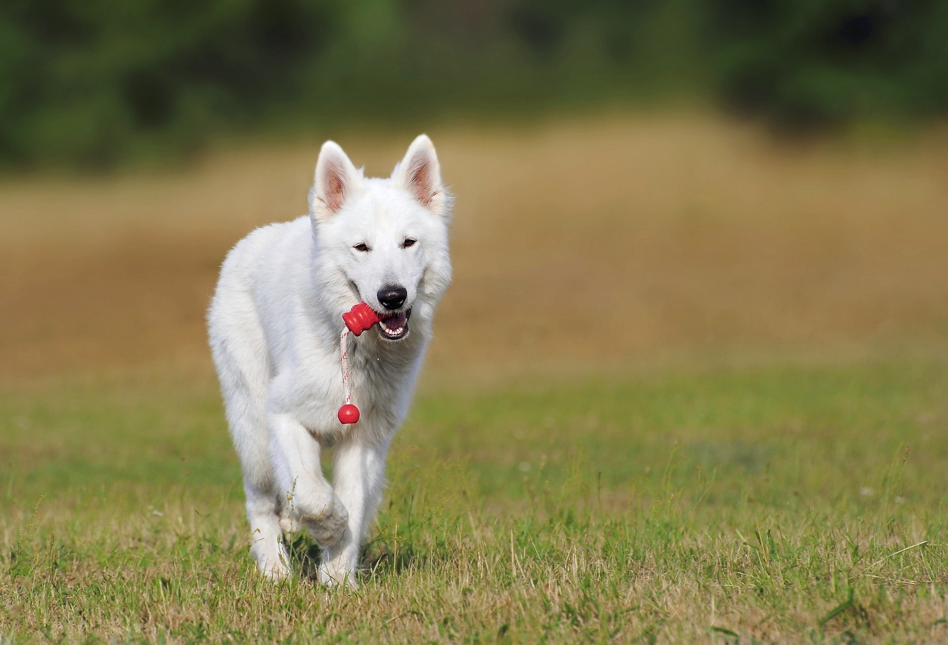 Are You Struggling To Train Your New Dog?