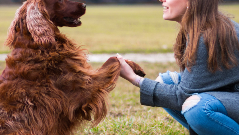 Are You Struggling To Train Your New Dog?