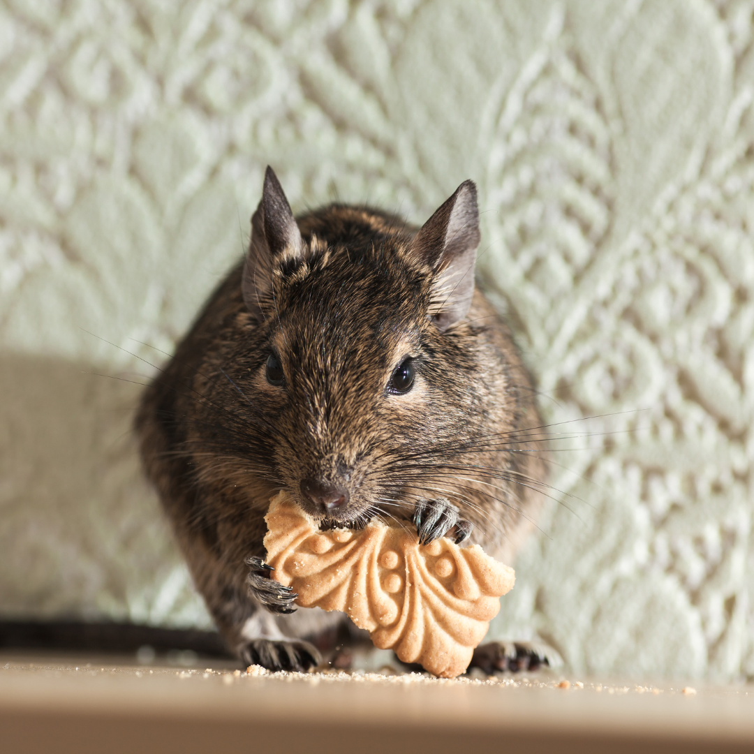 What you should know about Pest Control?