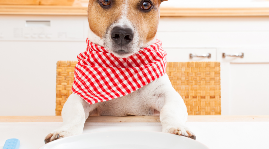 How Important Is Proper Nutrition for Dogs?