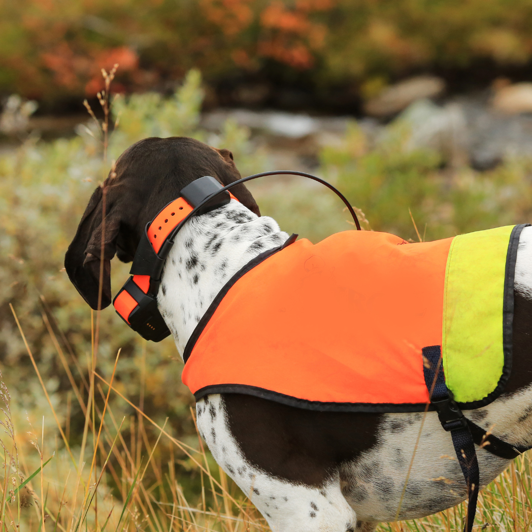 Essential Dog Hiking Gear To Backpack With Your Pet