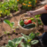 The Benefits of Home Gardening How Caring for Your Garden Can Make You Healthier