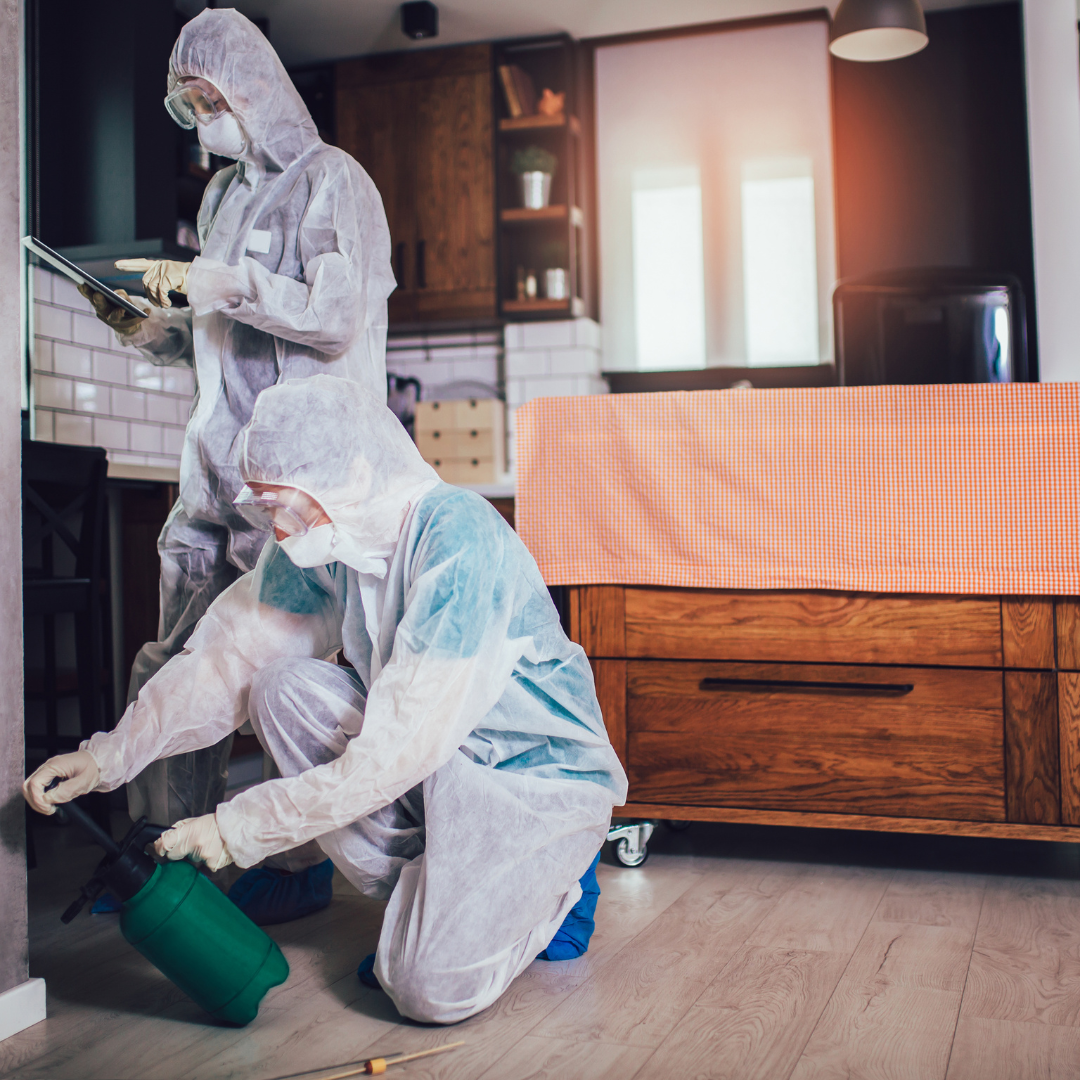 Do You Truly Need Professional Pest Control Services?
