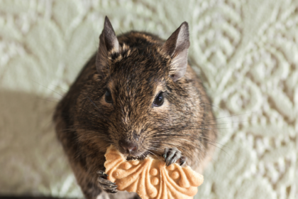 Expert Rodent Solutions for Every Home