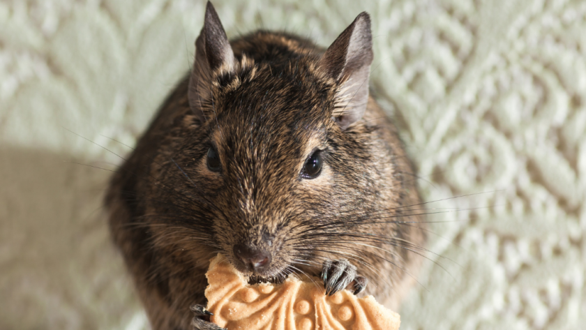 Expert Rodent Solutions for Every Home