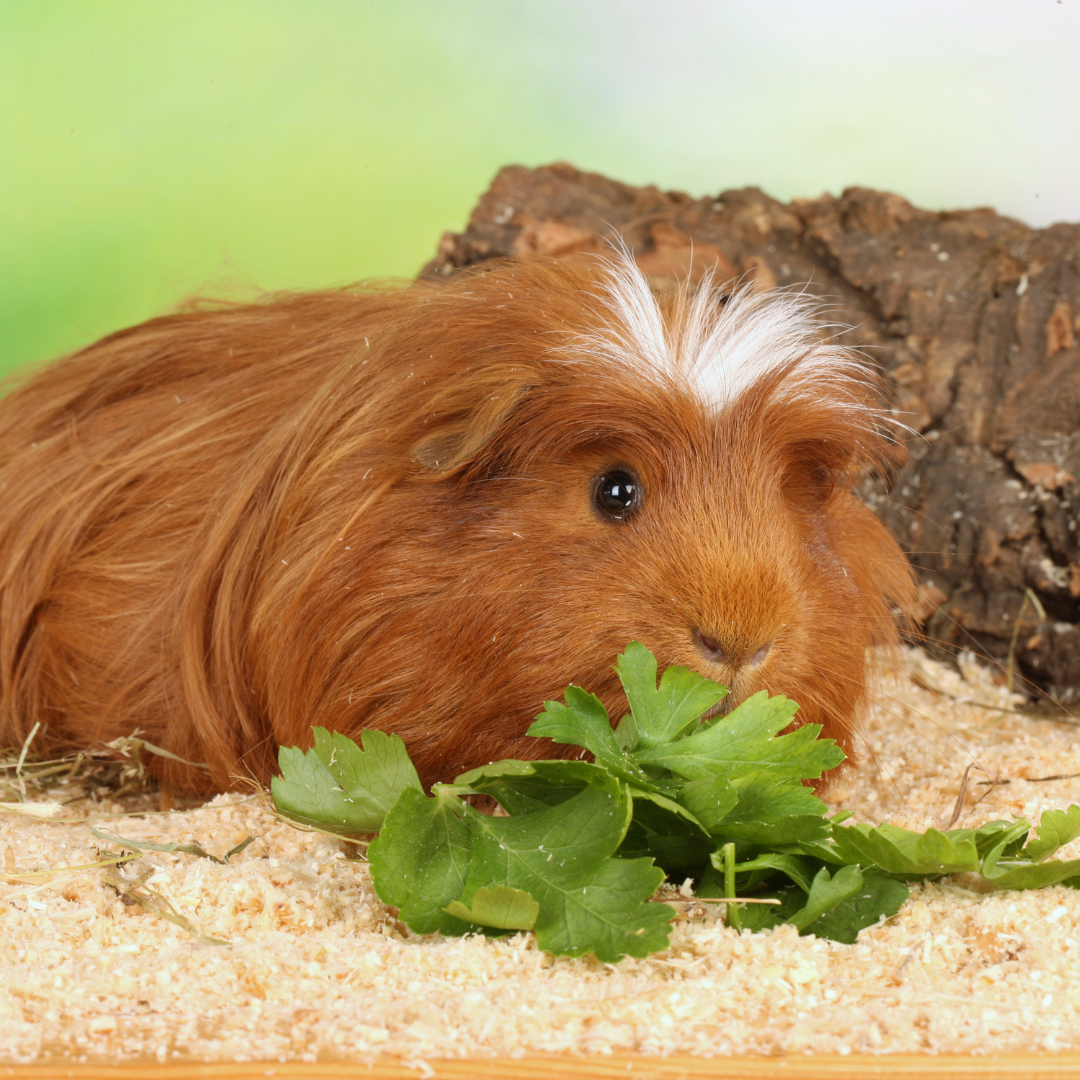 What is the cheapest way to line a guinea pig cage?
