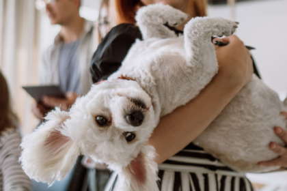 Travelling with Furry Friends: Finding the Perfect Dog-Friendly Accommodation