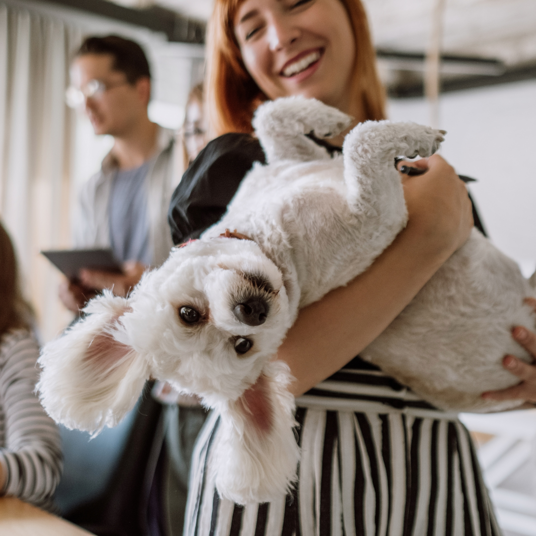Travelling with Furry Friends: Finding the Perfect Dog-Friendly Accommodation