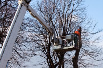 Why it makes sense to hire a professional tree lopping service in Australia