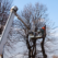 Why it makes sense to hire a professional tree lopping service in Australia
