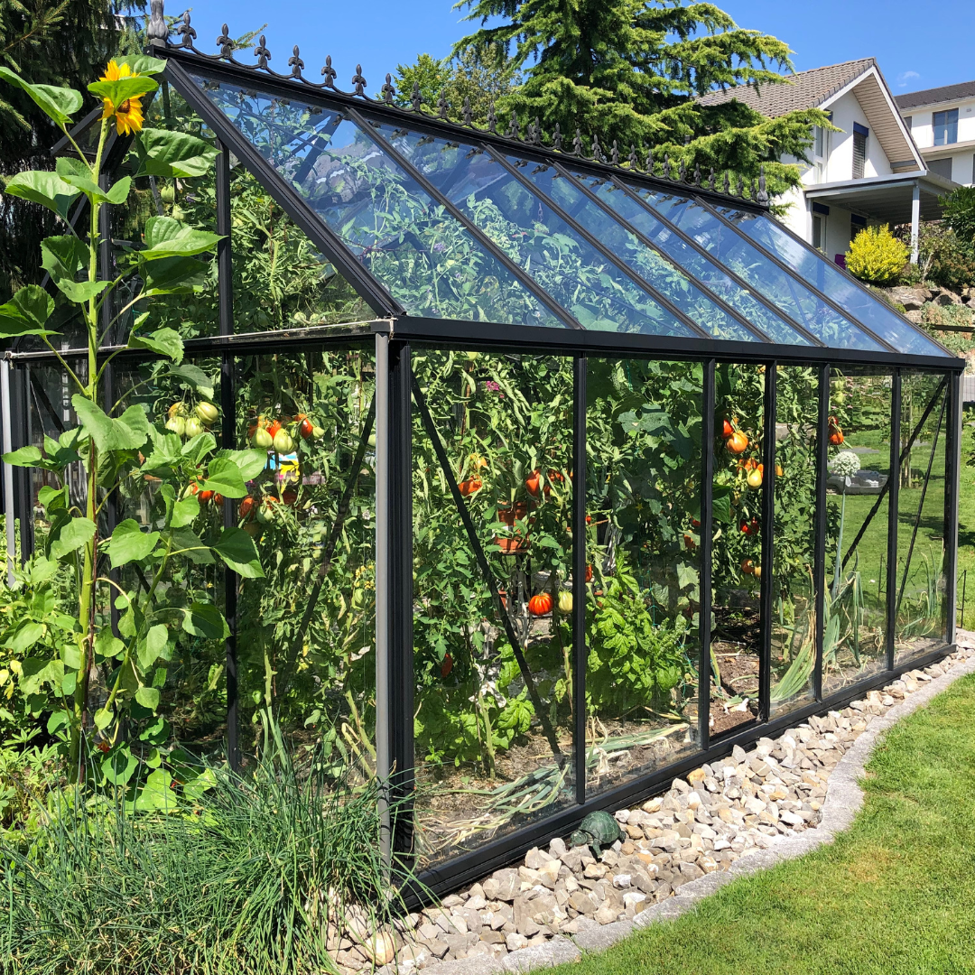 Greenhouse Gardening 101 And Setting Up Your Own Lush Oasis