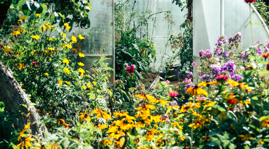 Greenhouse Gardening 101 And Setting Up Your Own Lush Oasis